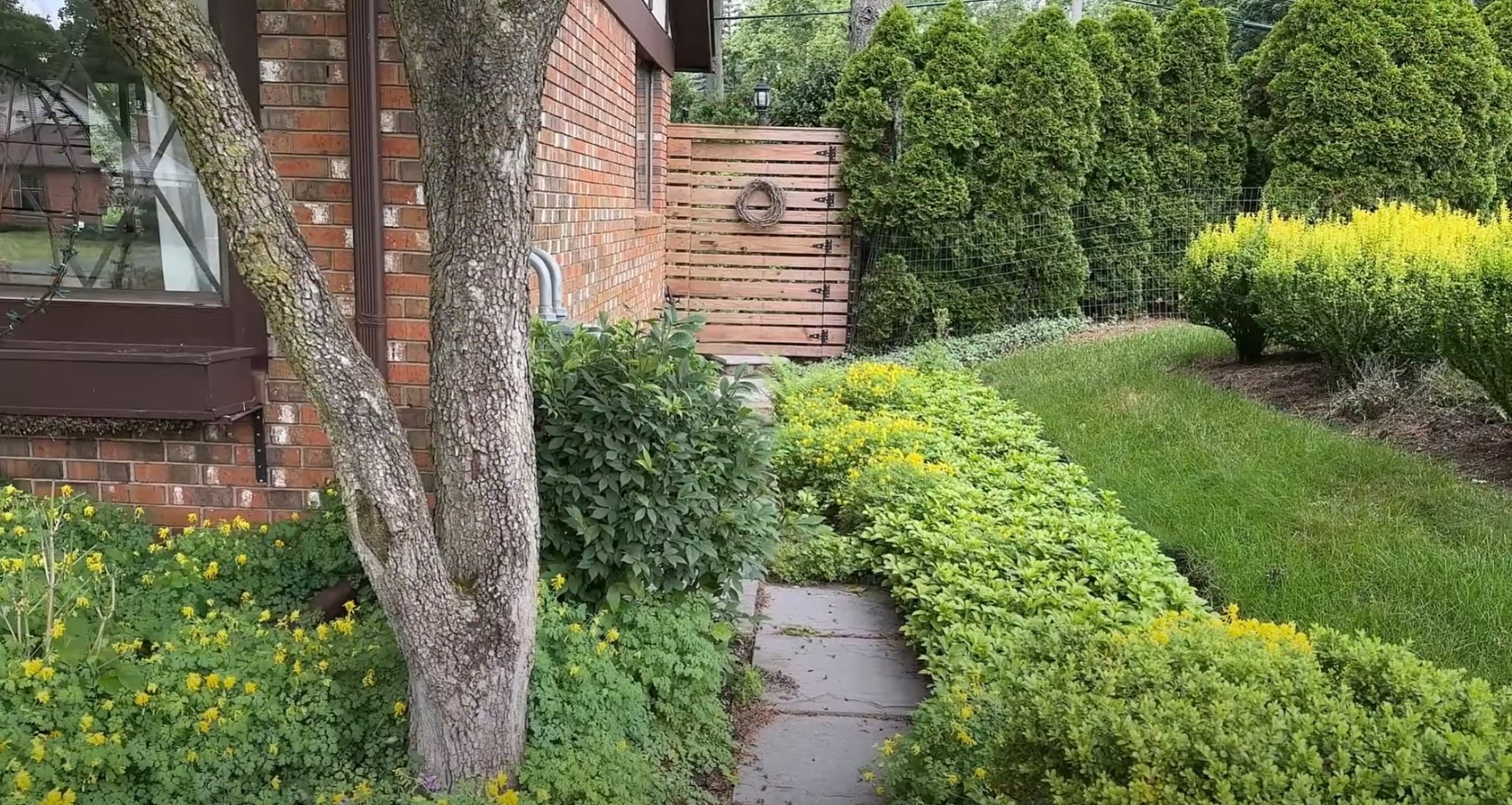 Professional Landscape Maintenance - Mature Tree Care and Precision Lawn Edging Services Residential landscape featuring mature trees, well-maintained lawn edges, professional shrub pruning, and clean walkway design showcasing ongoing landscape maintenance