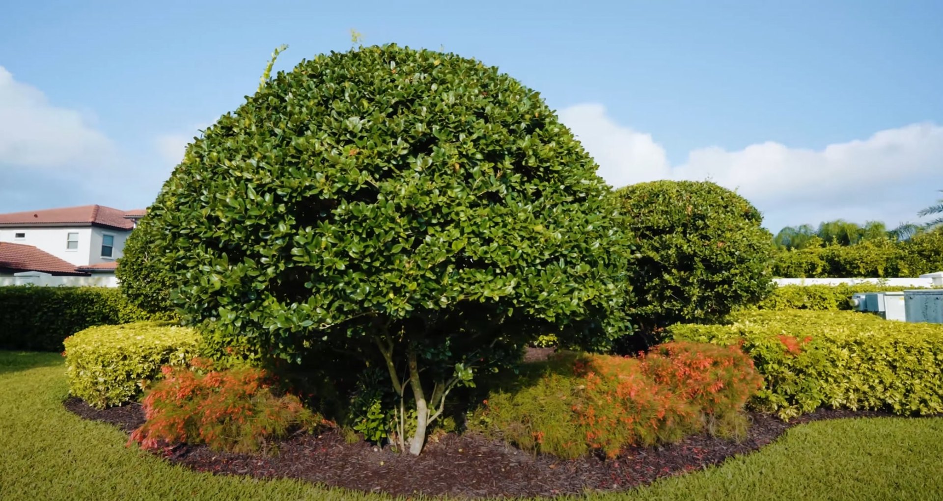 Expert Tree and Shrub Care - Maywood Landscaping's Professional Pruning and Maintenance Services Professional tree pruning and landscape maintenance showcasing perfectly shaped ornamental trees with colorful fall foliage and manicured shrubs