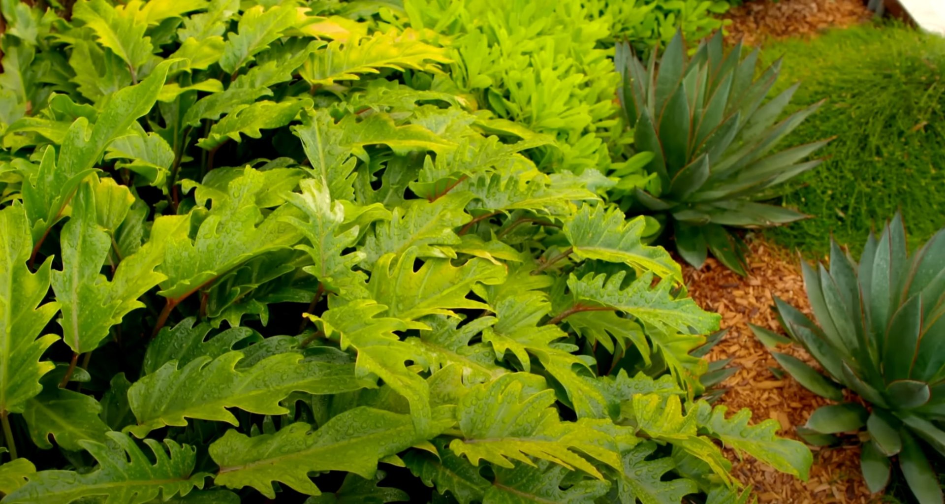 Professional Seasonal Plant Care - Expert Landscape Maintenance in Maywood Lush tropical plants and palms in well-maintained landscape beds with professional care